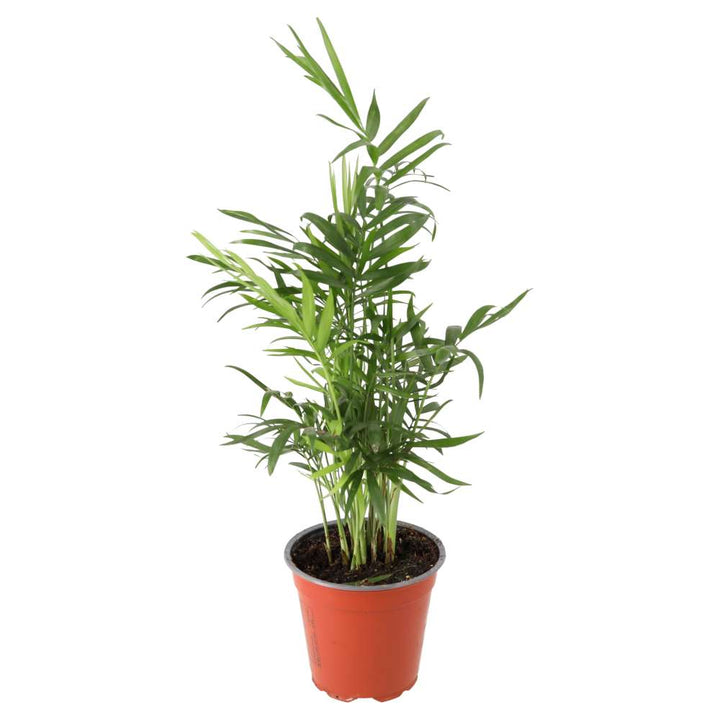 Chamaedorea elegans (Parlour Palm)