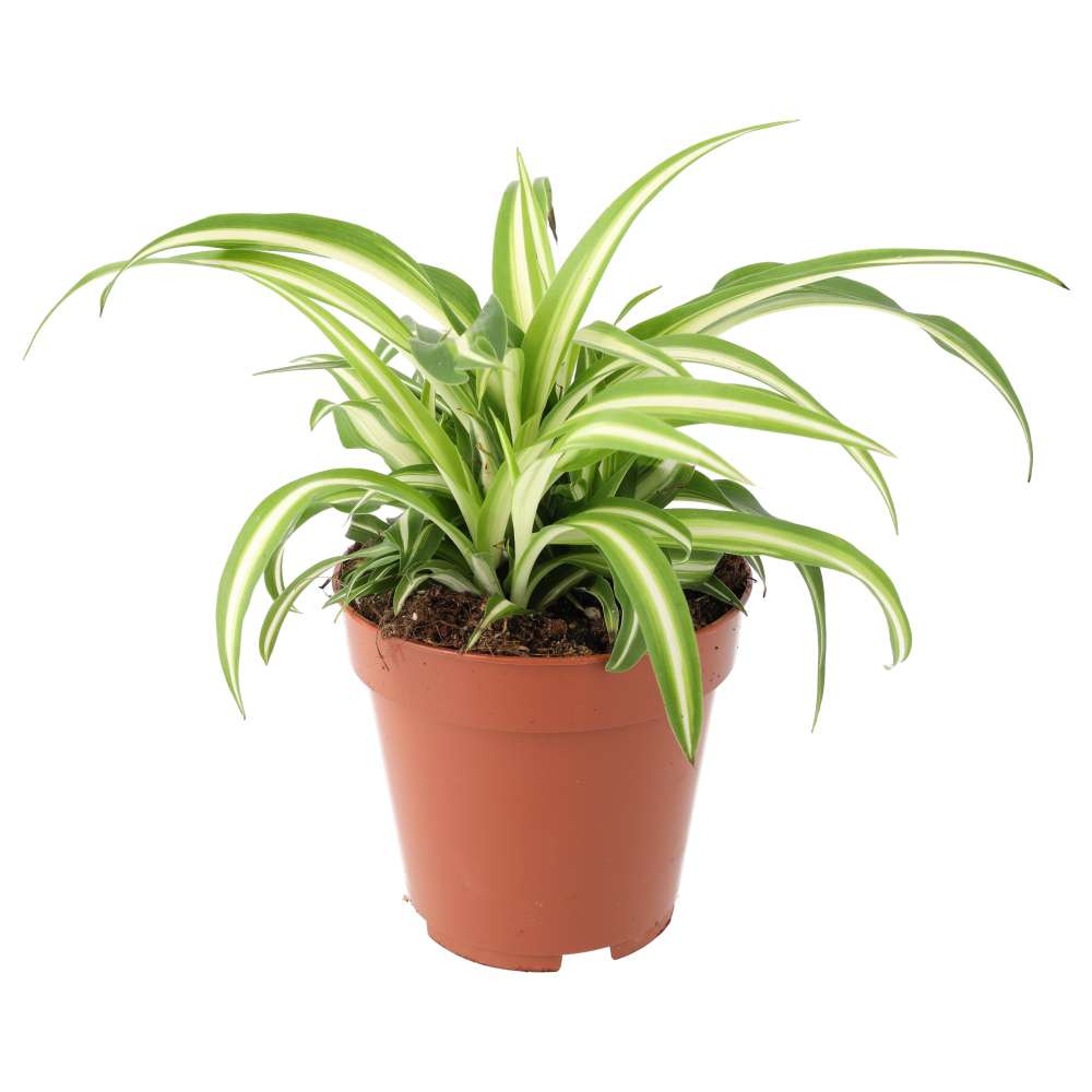 Chlorophytum comosum (Spider Plant)