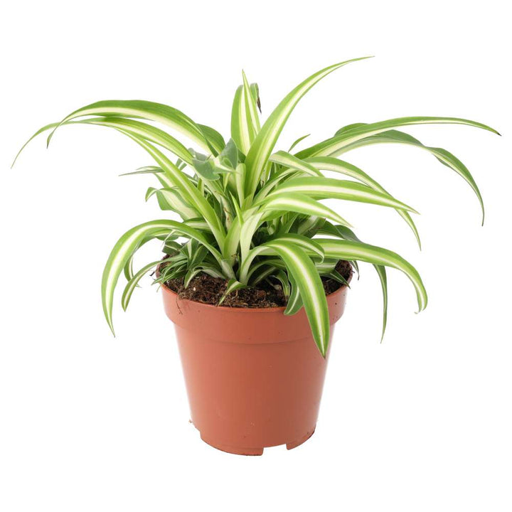 Chlorophytum comosum (Spider Plant)