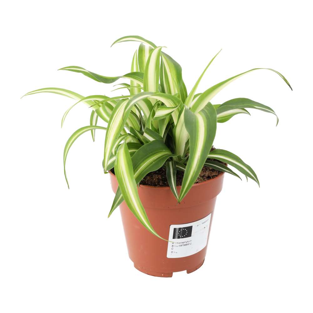 Chlorophytum comosum (Spider Plant)