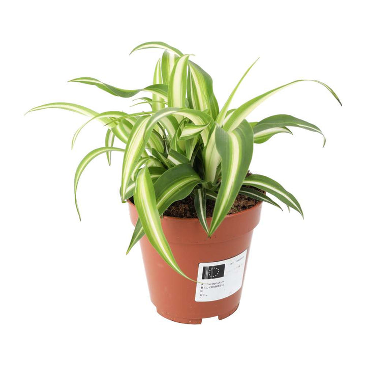 Chlorophytum comosum (Spider Plant)