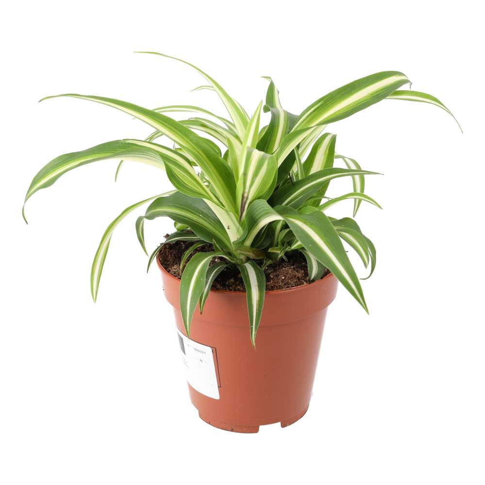 Chlorophytum comosum (Spider Plant)