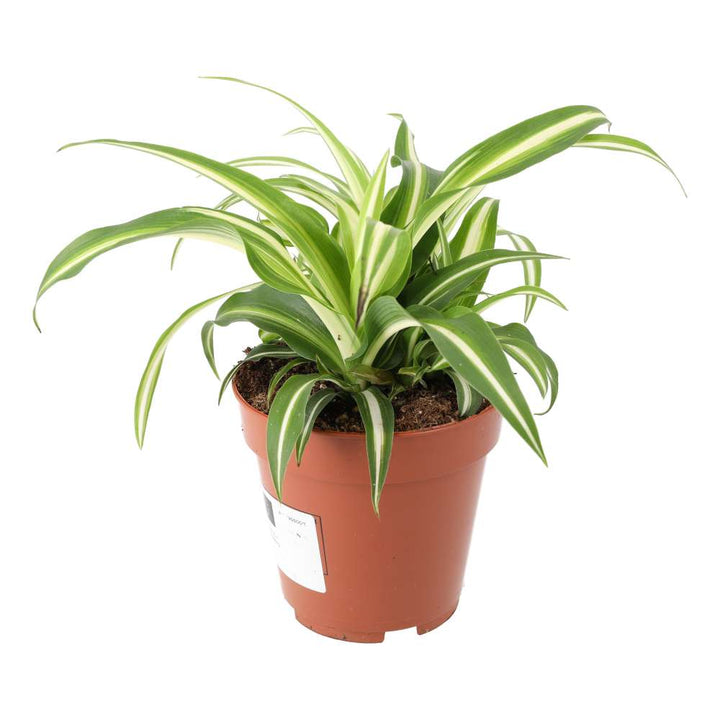 Chlorophytum comosum (Spider Plant)