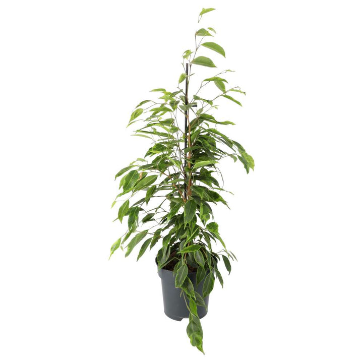 Ficus benjamina (Weeping Fig)