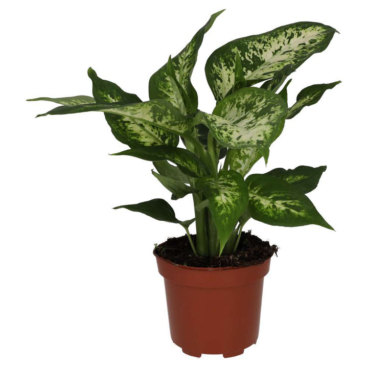 Buy Dieffenbachia sp. (Dumb Cane) online UK