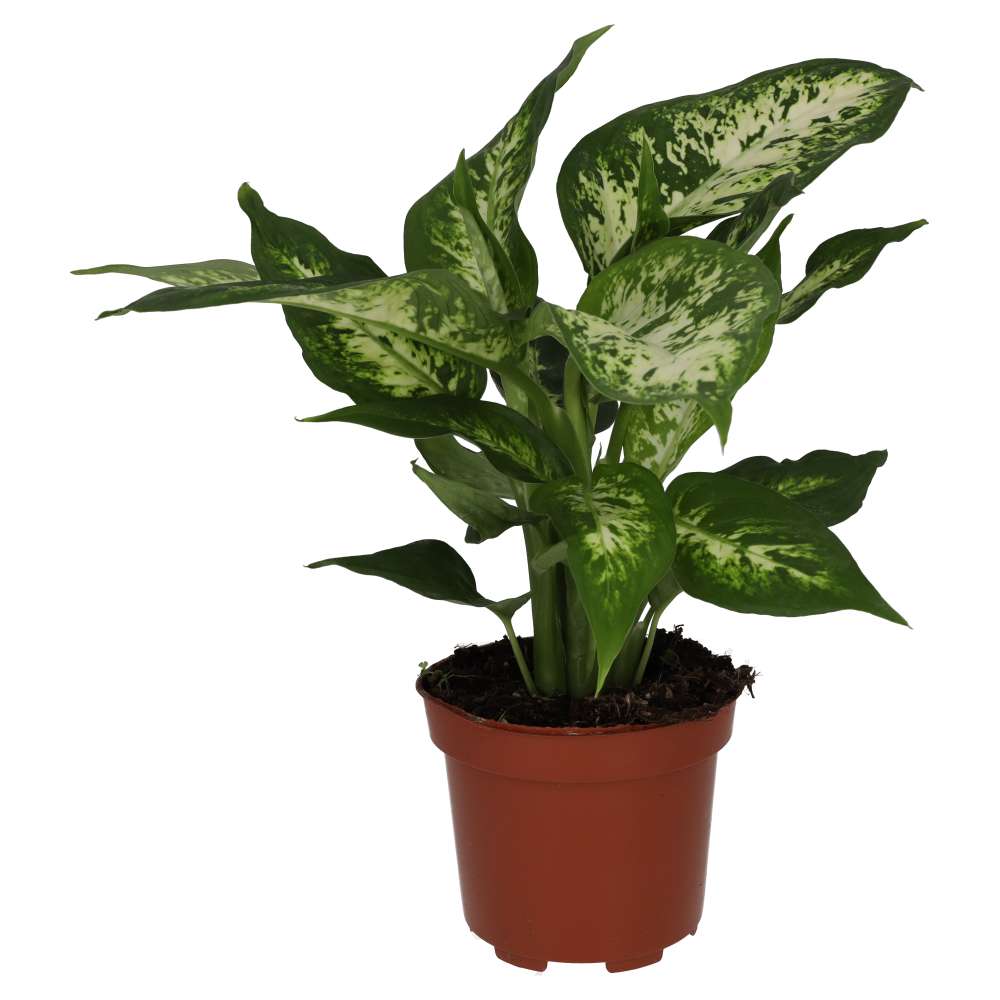 dieffenbachia sp Dieffenbachia Dumb Cane Houseplants, Bold Leaves and Easy Care