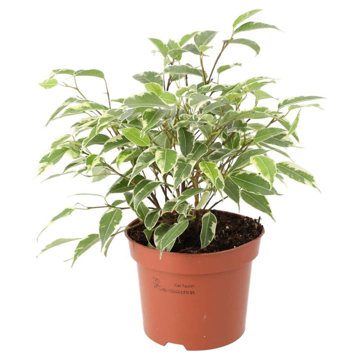 Ficus benjamina 'Variegated'