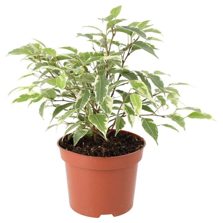 Ficus benjamina 'Variegated'