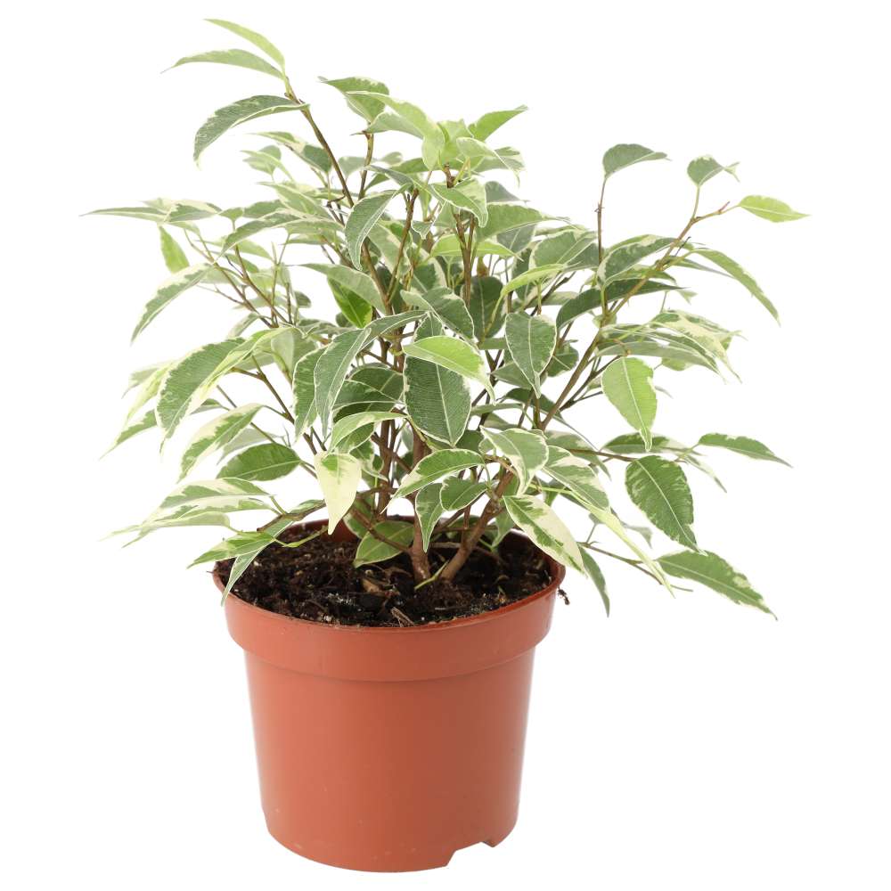 Ficus benjamina 'Variegated'