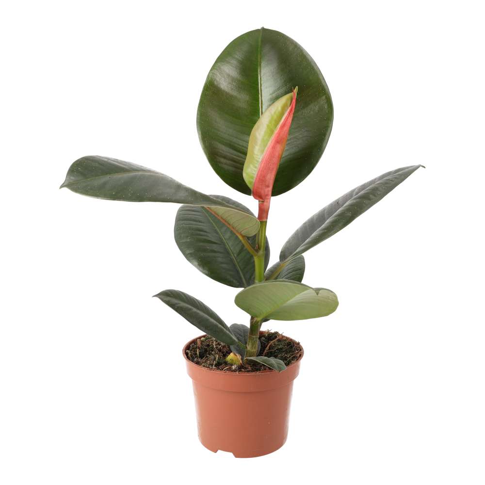 Ficus elastica (Rubber Fig)