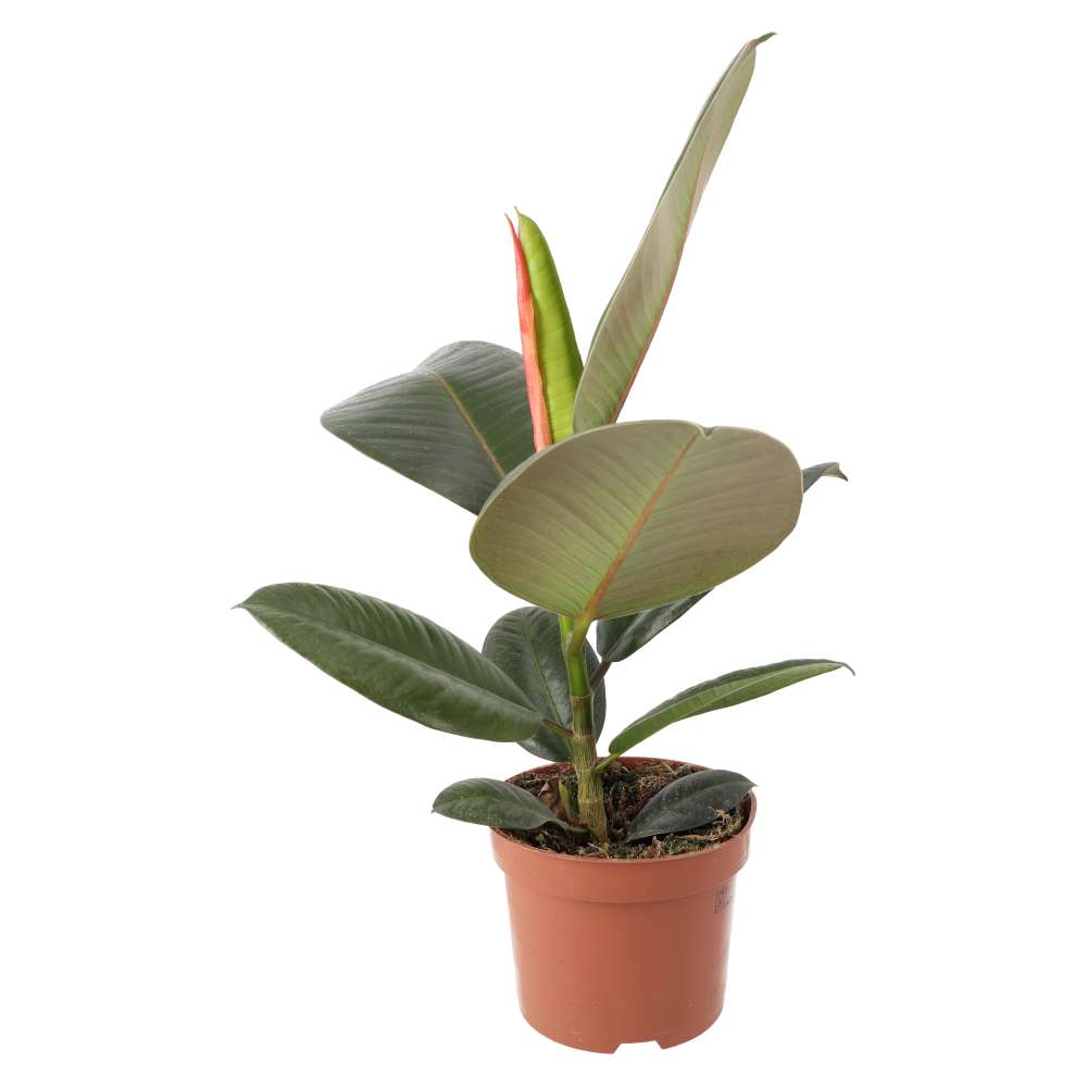 Ficus elastica (Rubber Fig)
