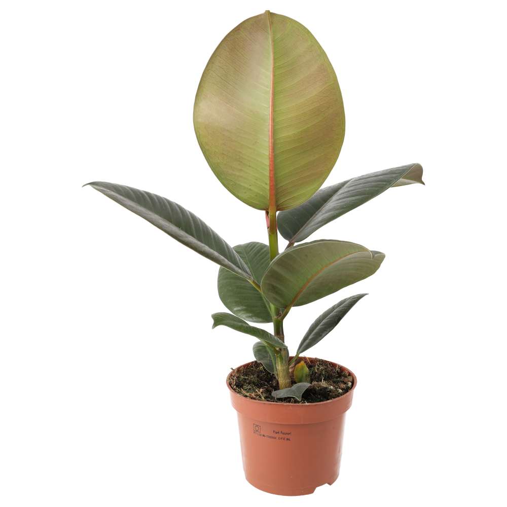 Ficus elastica (Rubber Fig)