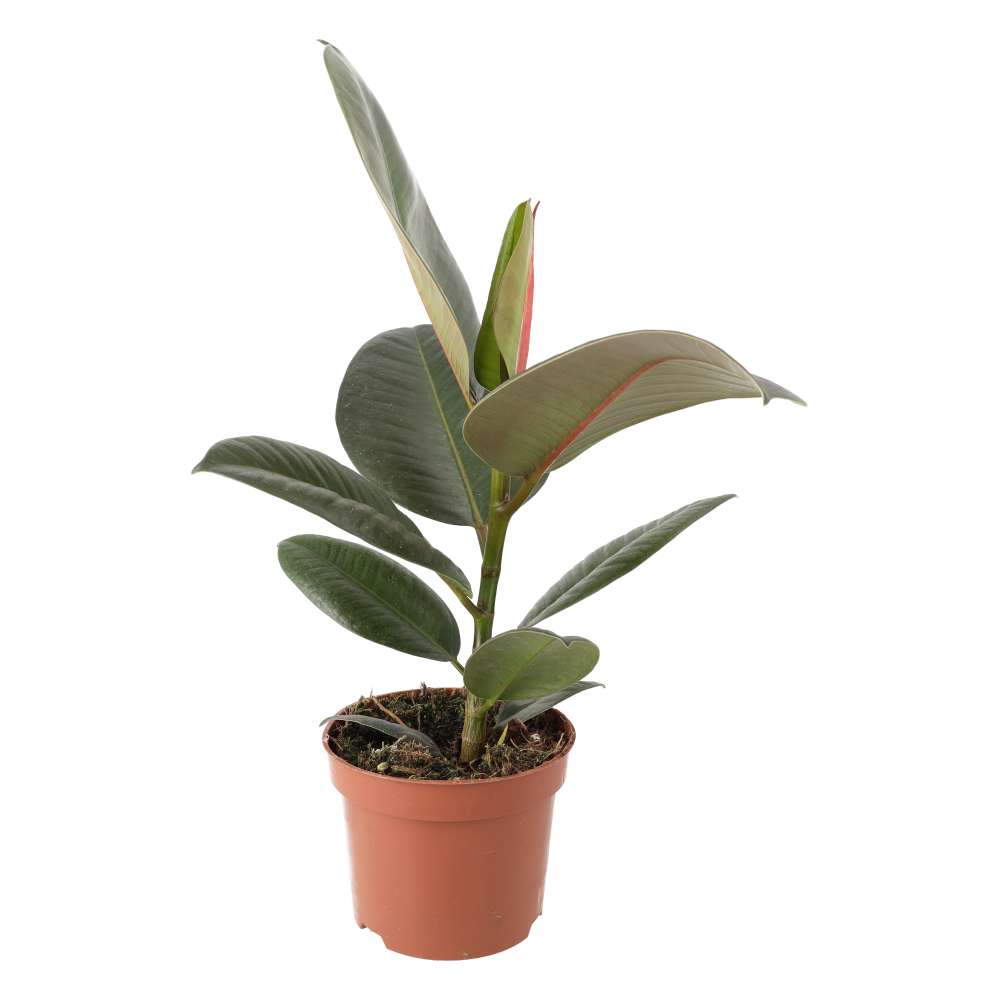 Ficus elastica (Rubber Fig)