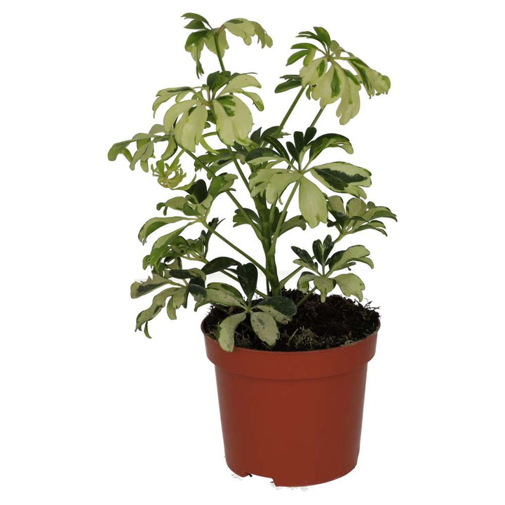 Heptapleurum arboricola 'Variegated'