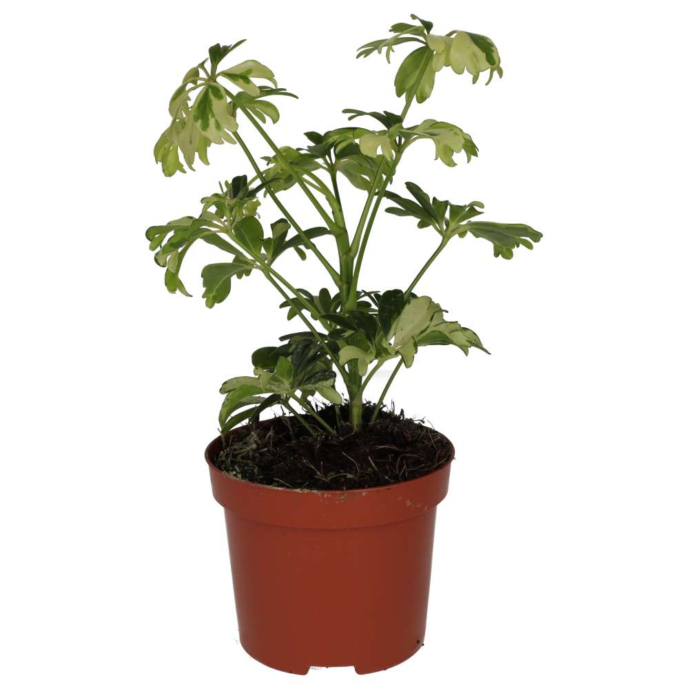 Heptapleurum arboricola 'Variegated'