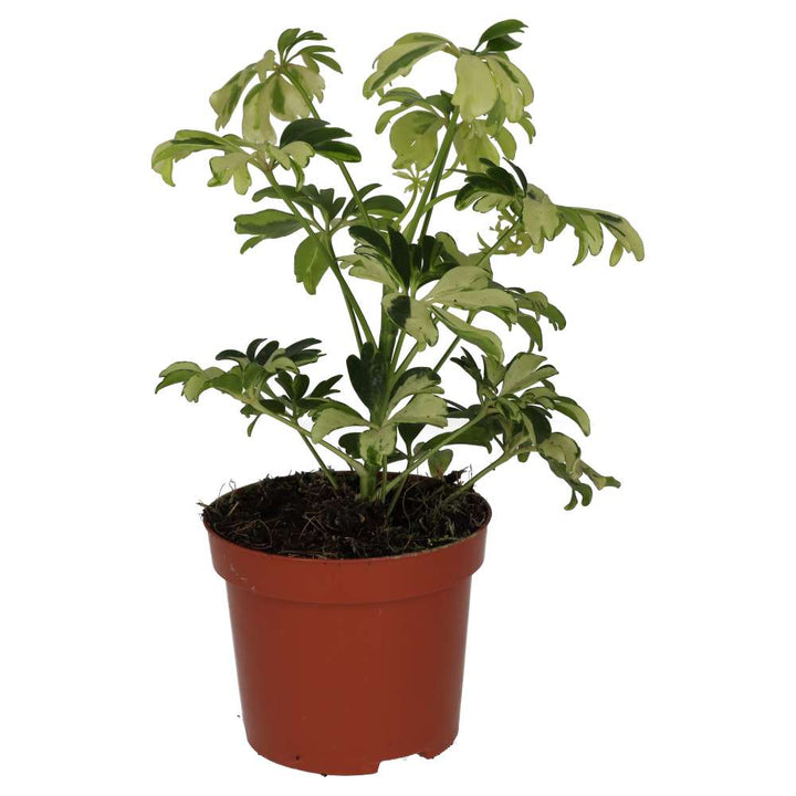 Heptapleurum arboricola 'Variegated'