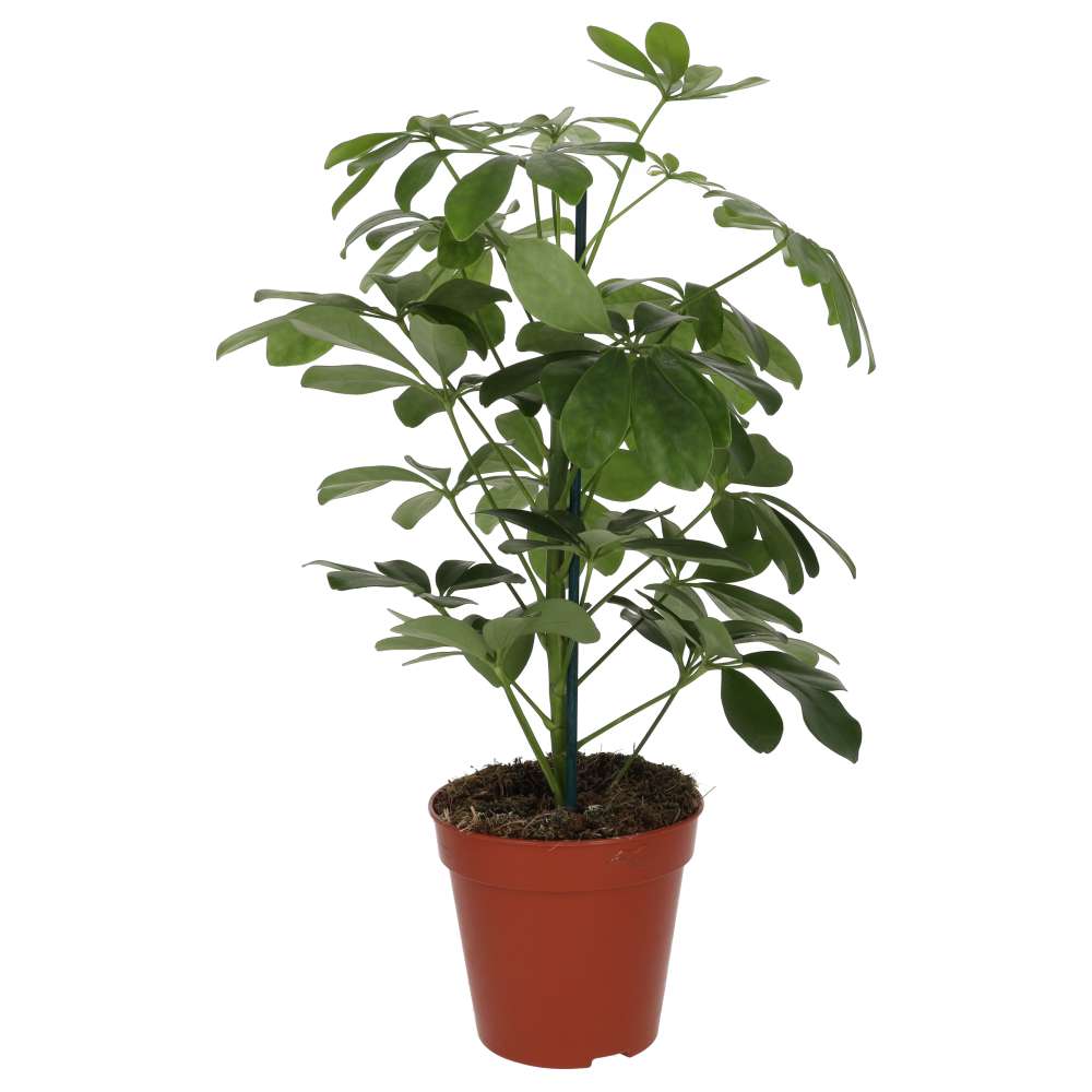 Heptapleurum arboricola (Dwarf Umbrella Tree)