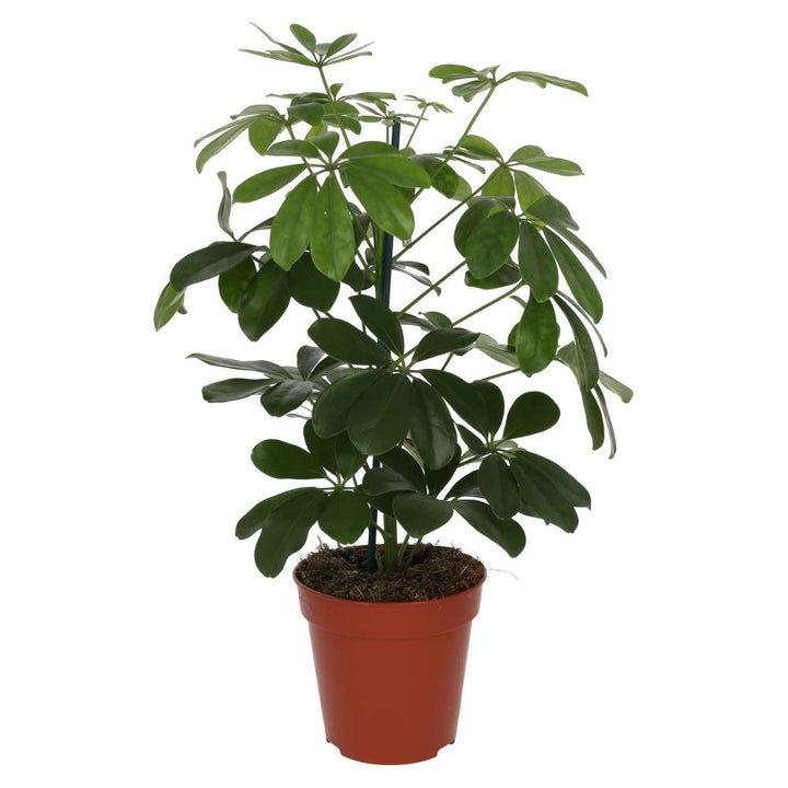 Heptapleurum arboricola (Dwarf Umbrella Tree)