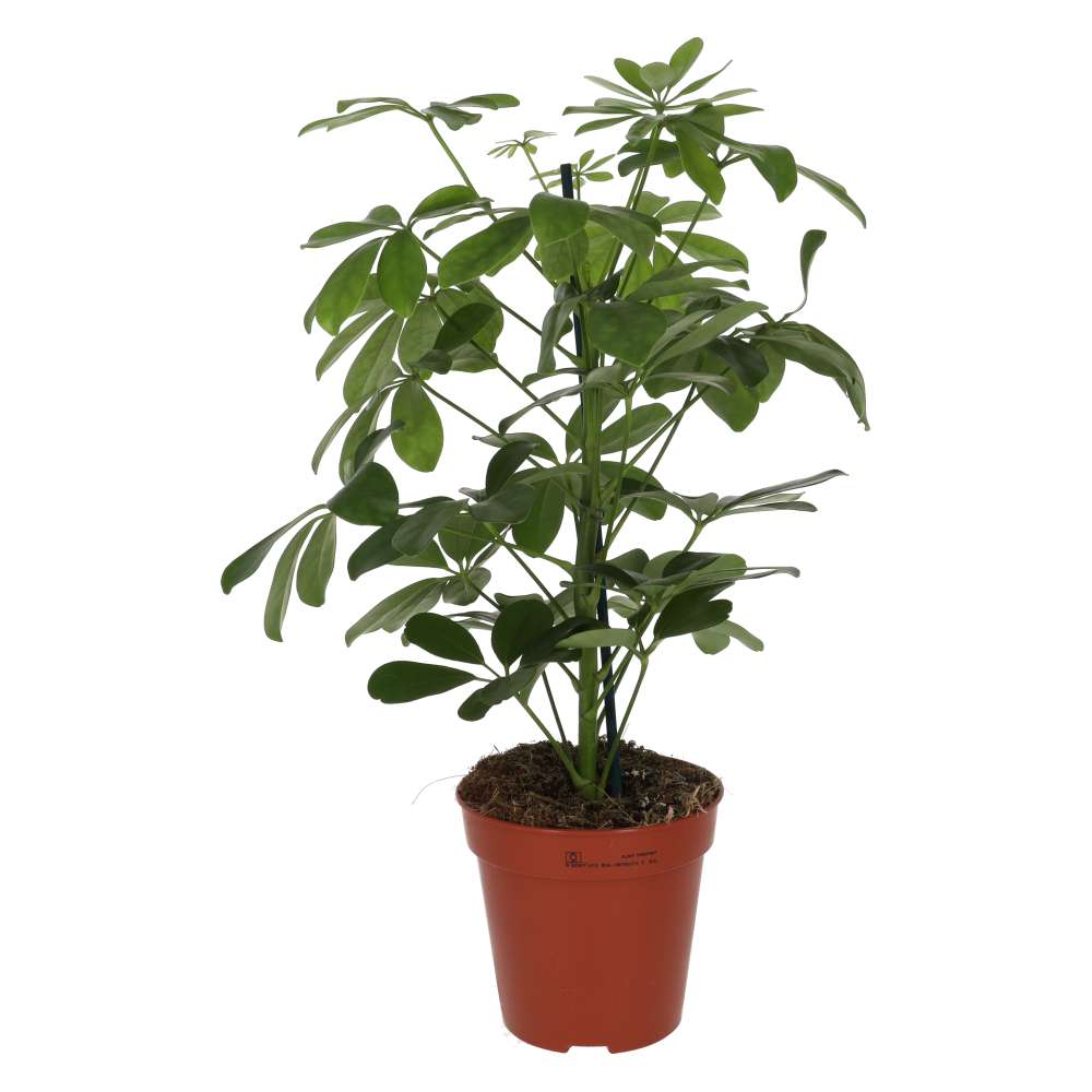 Heptapleurum arboricola (Dwarf Umbrella Tree)