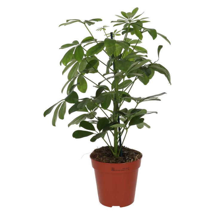 Heptapleurum arboricola (Dwarf Umbrella Tree)