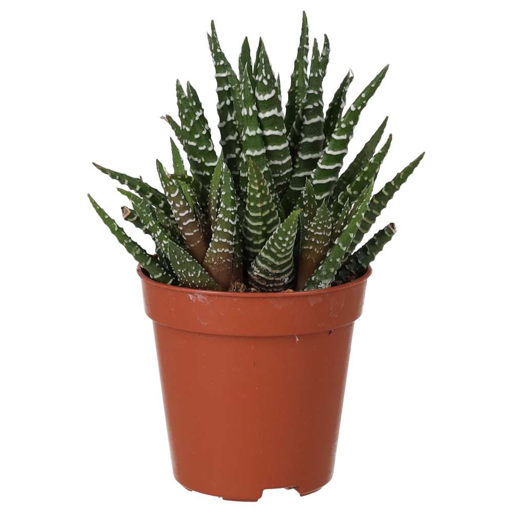 Haworthia fasciata (Zebra Plant)