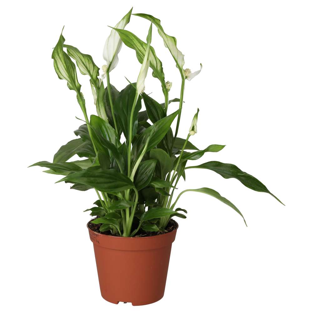peace lily rhs Spathiphyllum wallisii (Peace Lily)