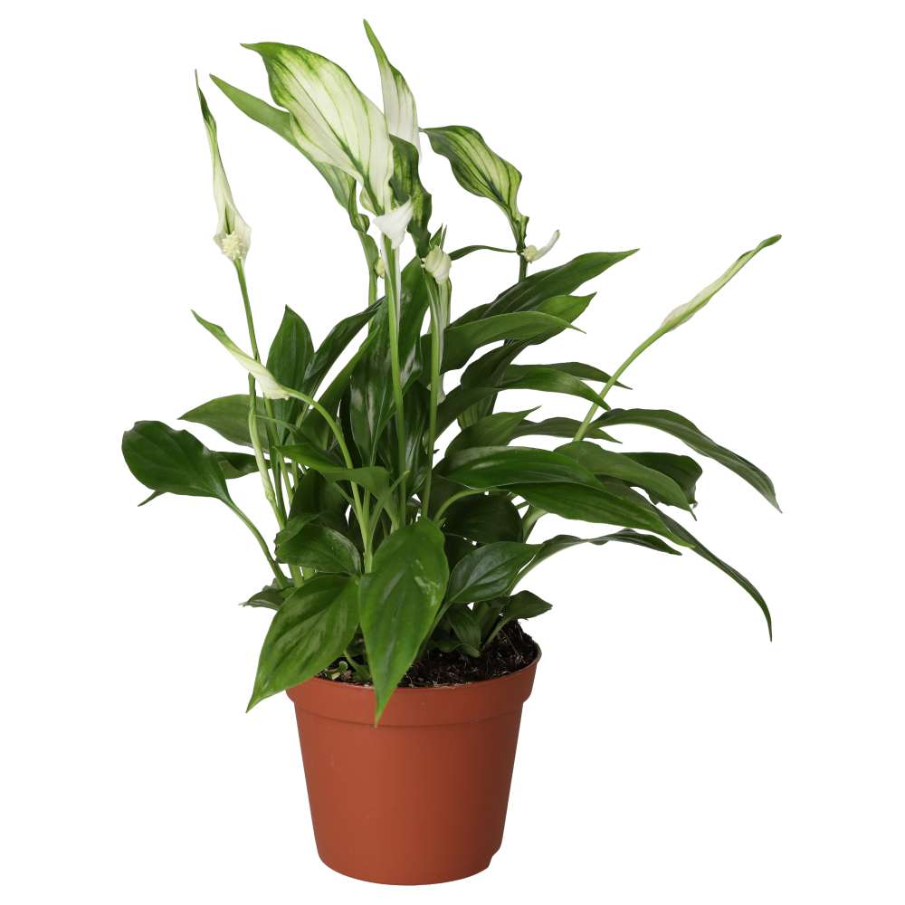 peace lily delivered uk Spathiphyllum wallisii (Peace Lily)