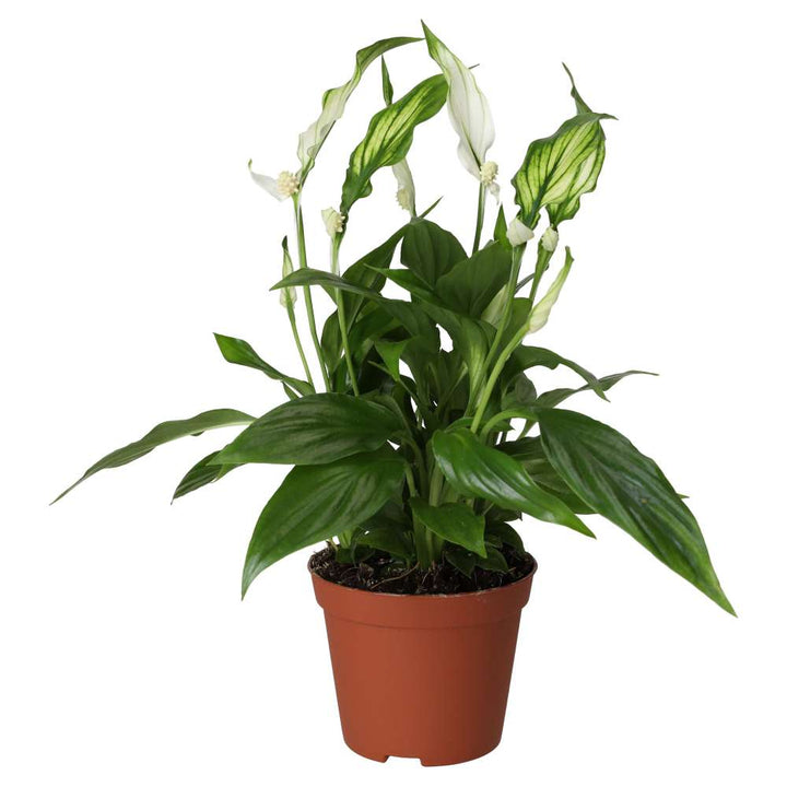Spathiphyllum wallisii (Peace Lily)