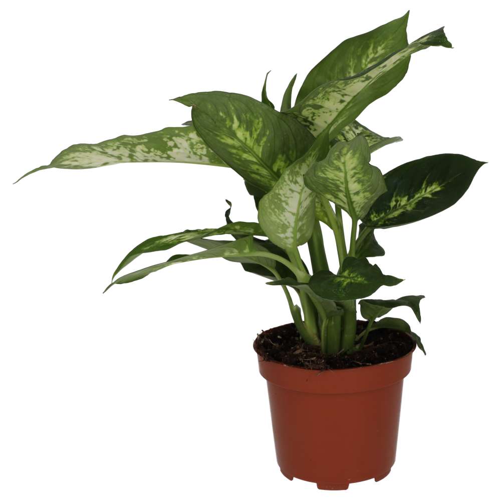 Buy Dieffenbachia sp. (Dumb Cane) online UK