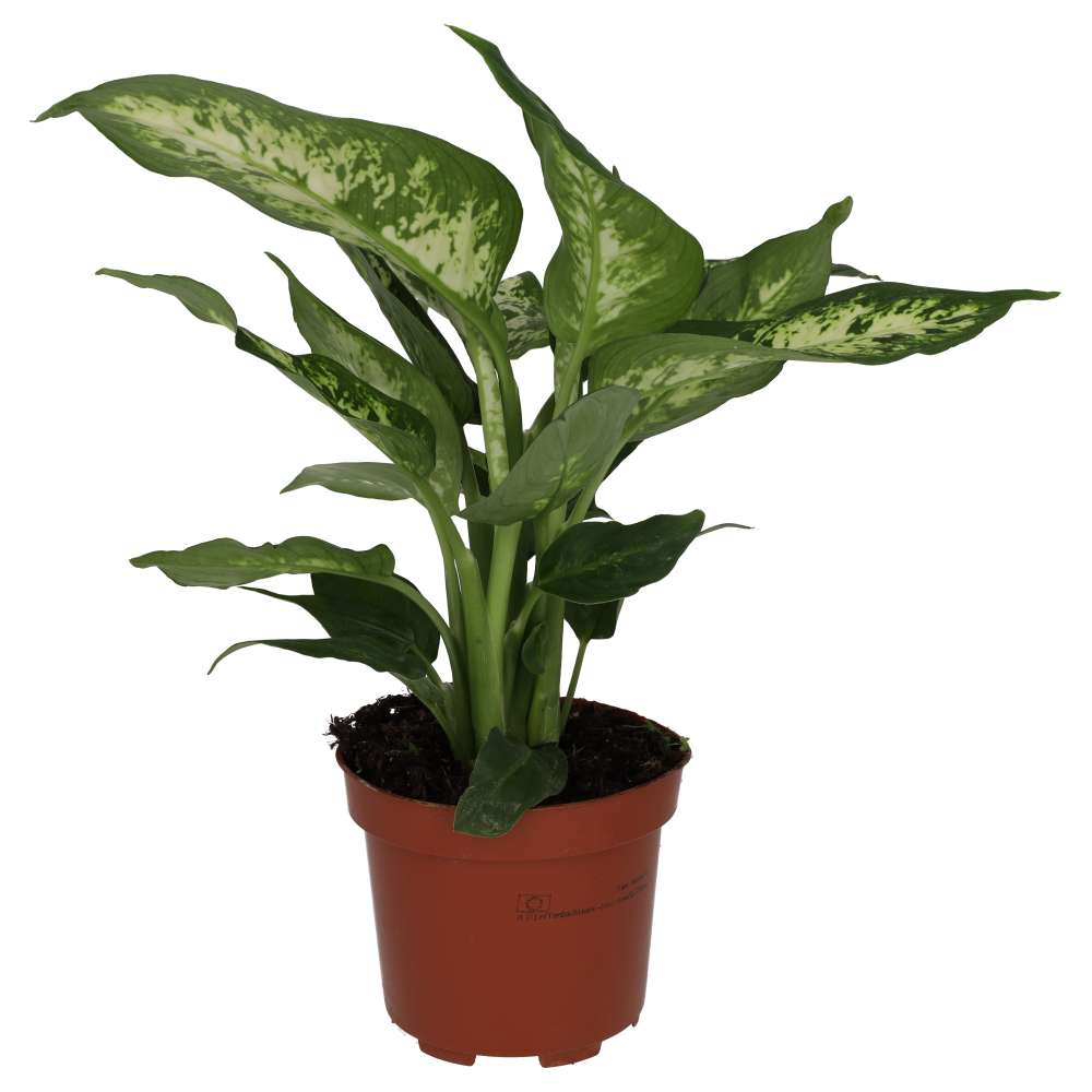 dieffenbachia online Dieffenbachia Dumb Cane Houseplants, Bold Leaves and Easy Care