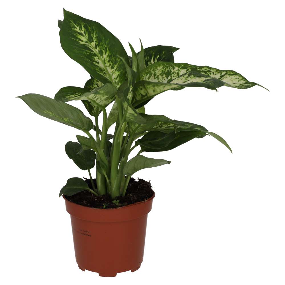 Buy Dieffenbachia sp. (Dumb Cane) online UK