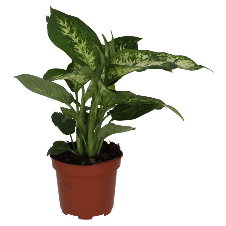 Buy Dieffenbachia sp. (Dumb Cane) online UK