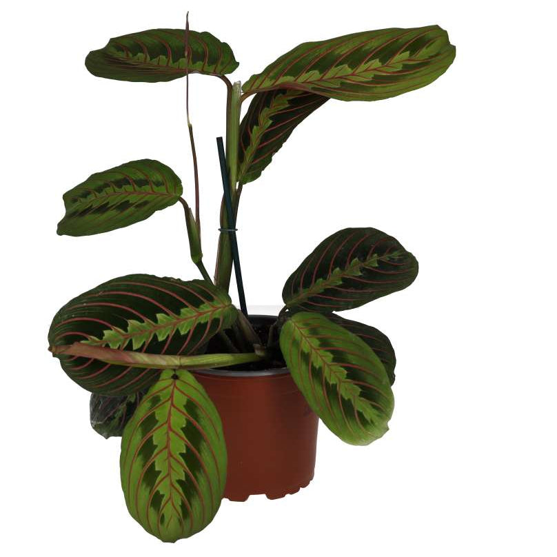 Buy Maranta leuconeura 'Tricolour' online UK