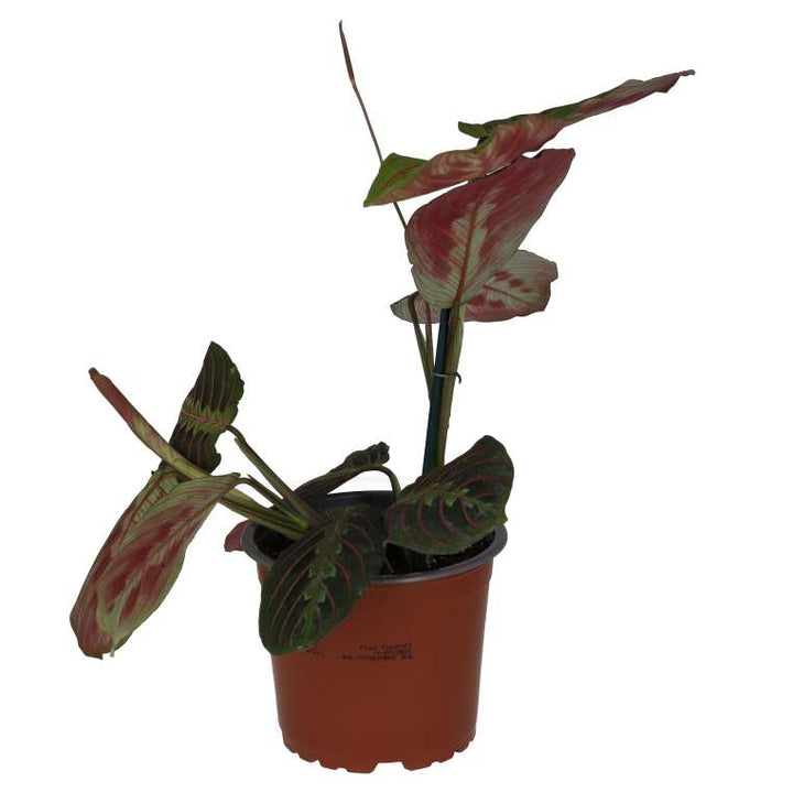 Buy Maranta leuconeura 'Tricolour' online UK