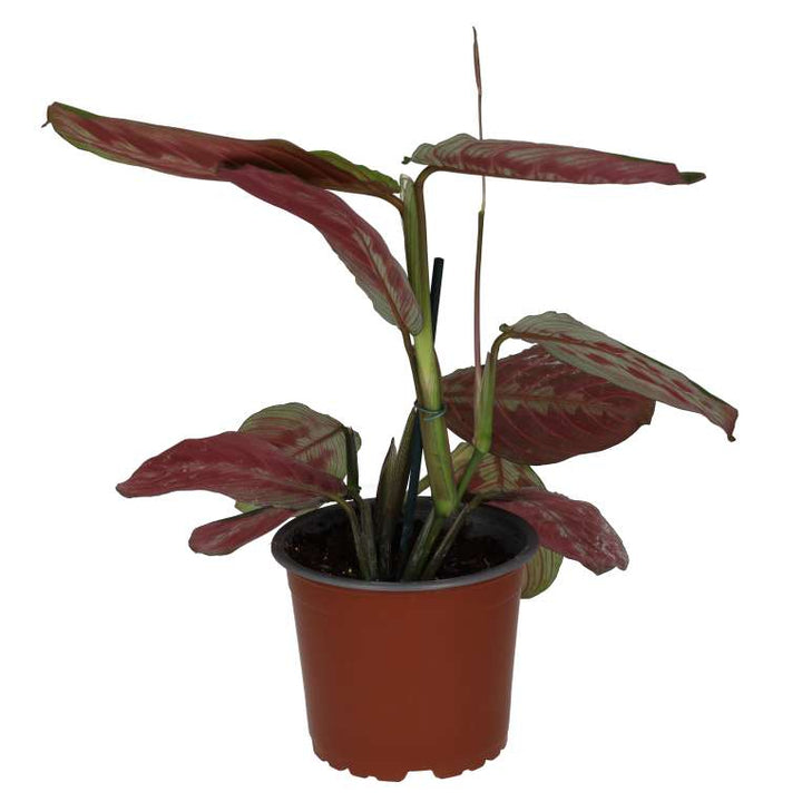 Buy Maranta leuconeura 'Tricolour' online UK