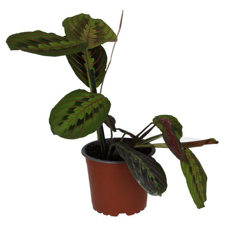 Buy Maranta leuconeura 'Tricolour' online UK