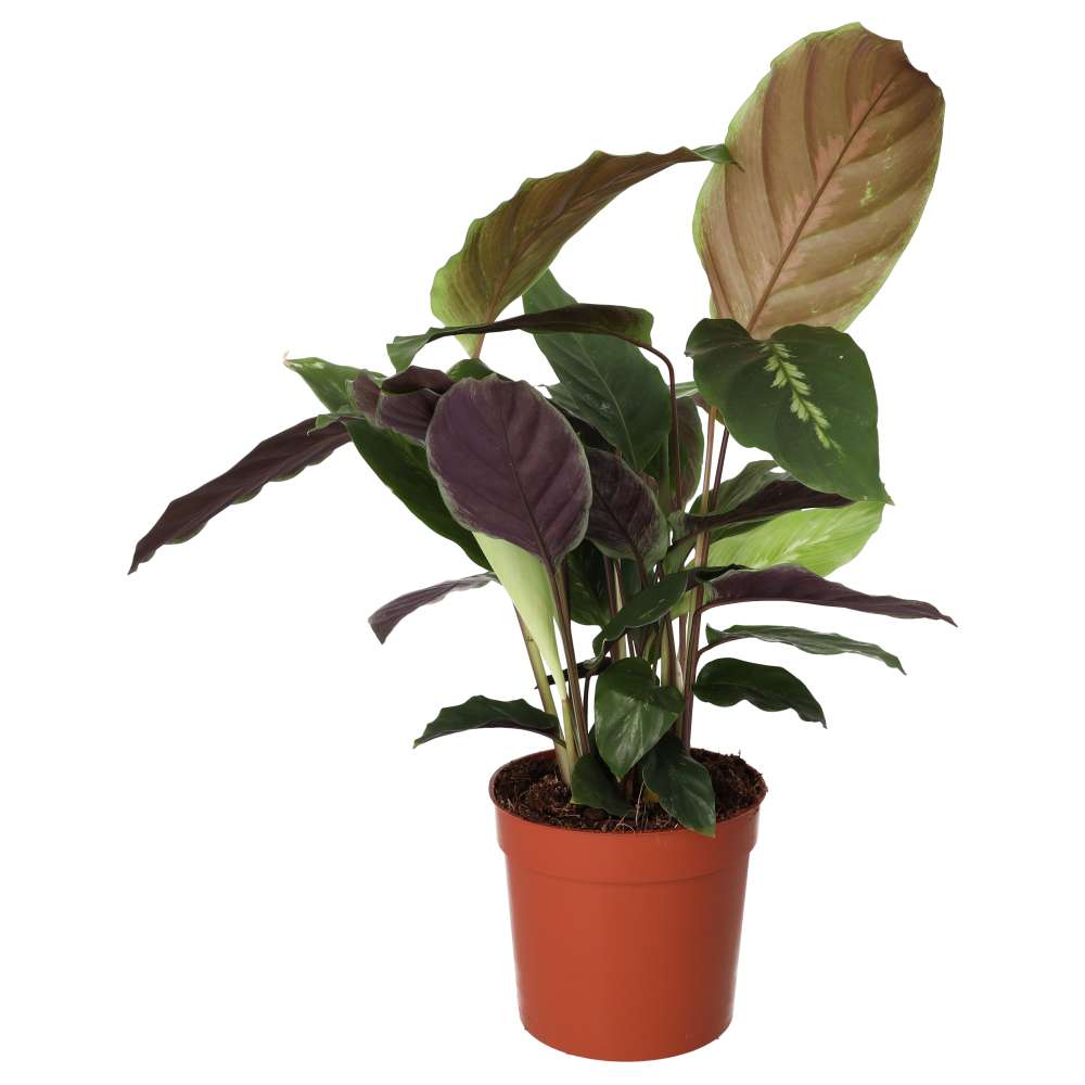 Buy Calathea sp. (Prayer Plant) online UK