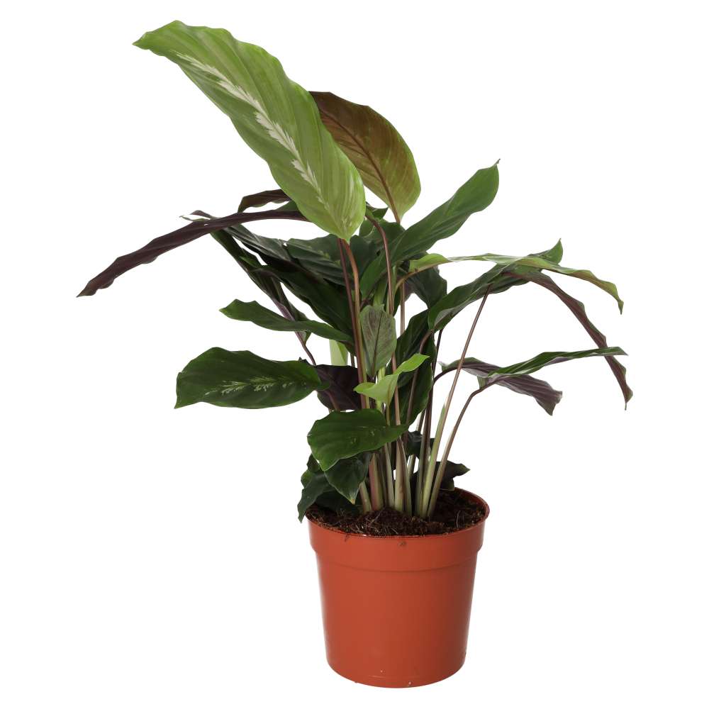 Buy Calathea sp. (Prayer Plant) online UK
