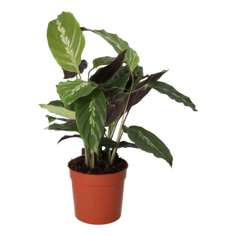 Buy Calathea sp. (Prayer Plant) online UK