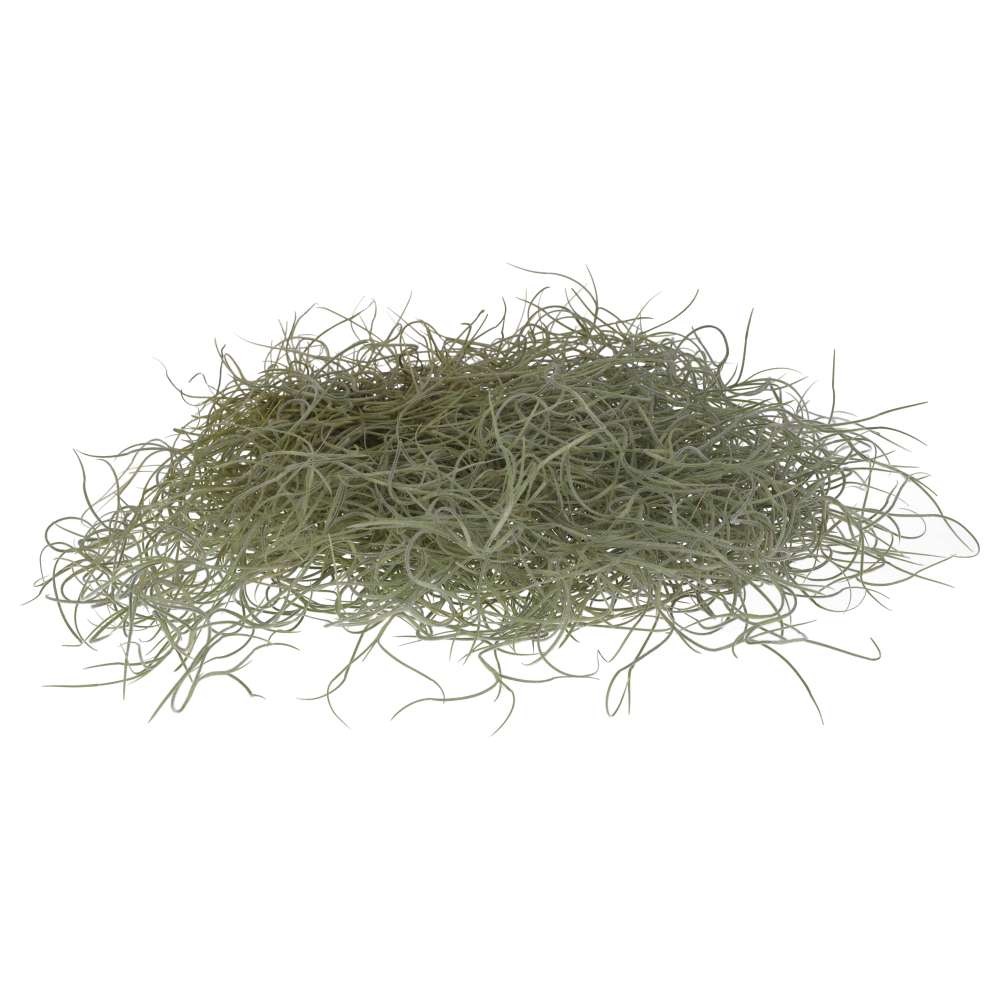 Tillandsia usneoides (Spanish Moss)
