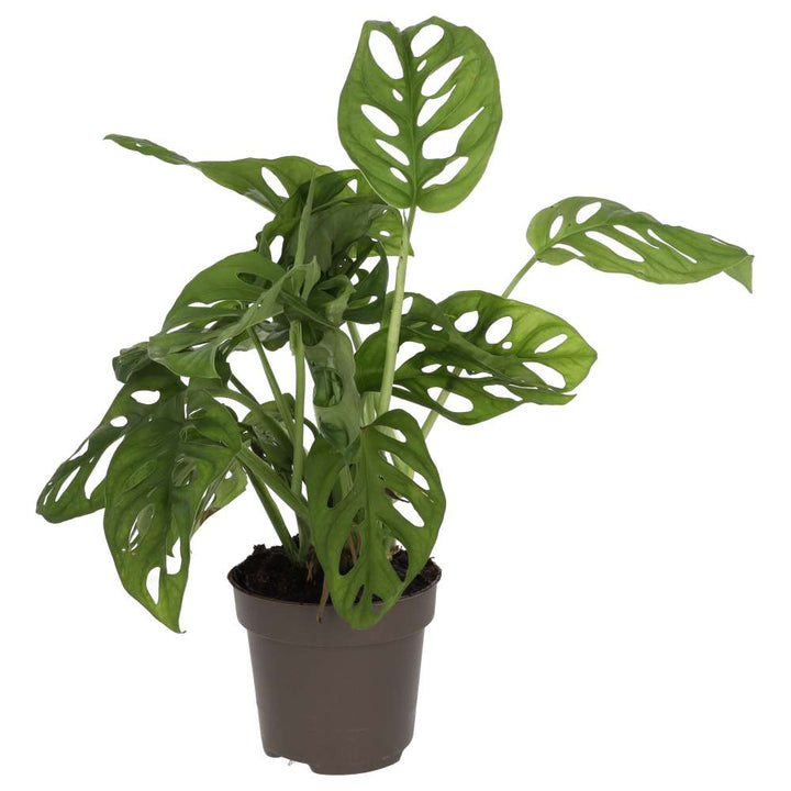 Buy Monstera adansonii (Monkey Mask Plant) online UK