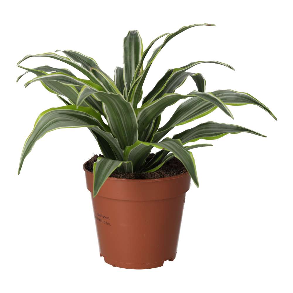 Dracaena fragrans (Dragon Plant)