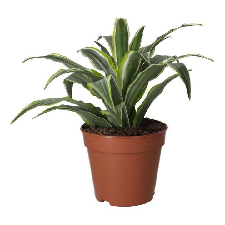 Dracaena fragrans (Dragon Plant)