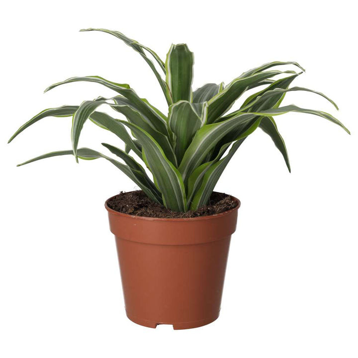 Dracaena fragrans (Dragon Plant)