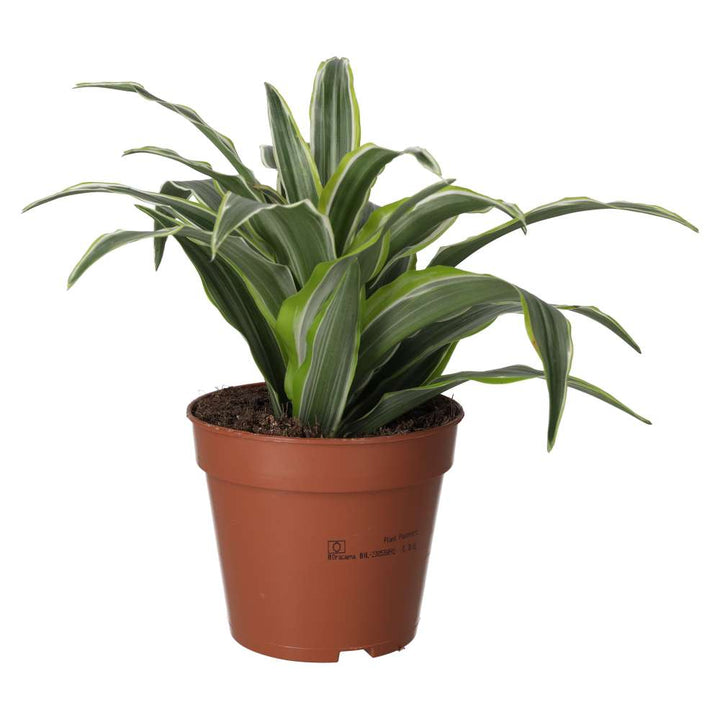 Dracaena fragrans (Dragon Plant)