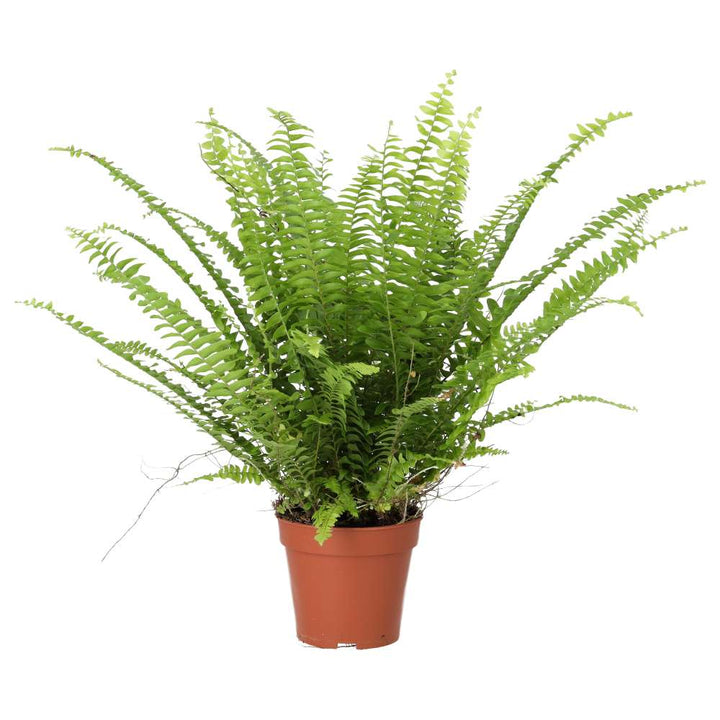 Nephrolepis exaltata (Boston Fern)