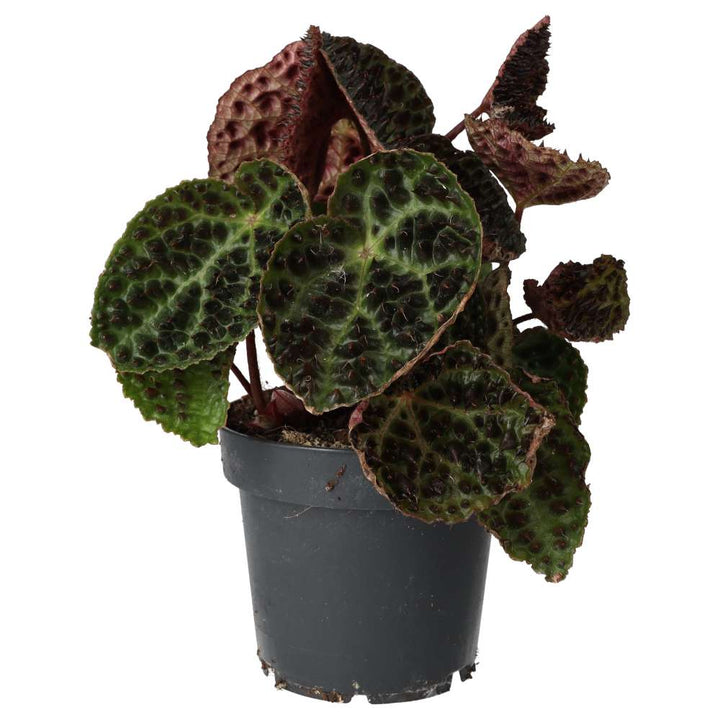 Buy Begonia ferox (Ferocious Begonia) online UK