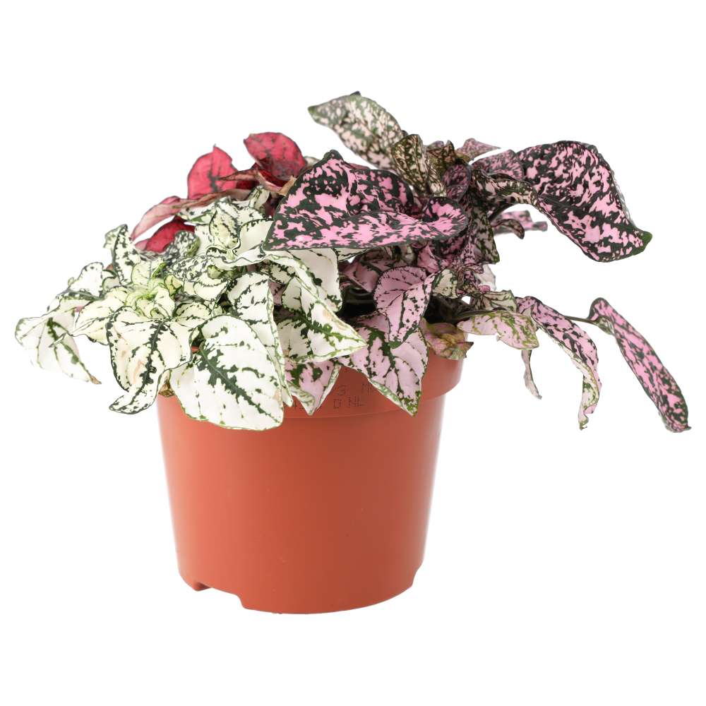 Hypoestes phyllostachya (Polka Dot Plant)