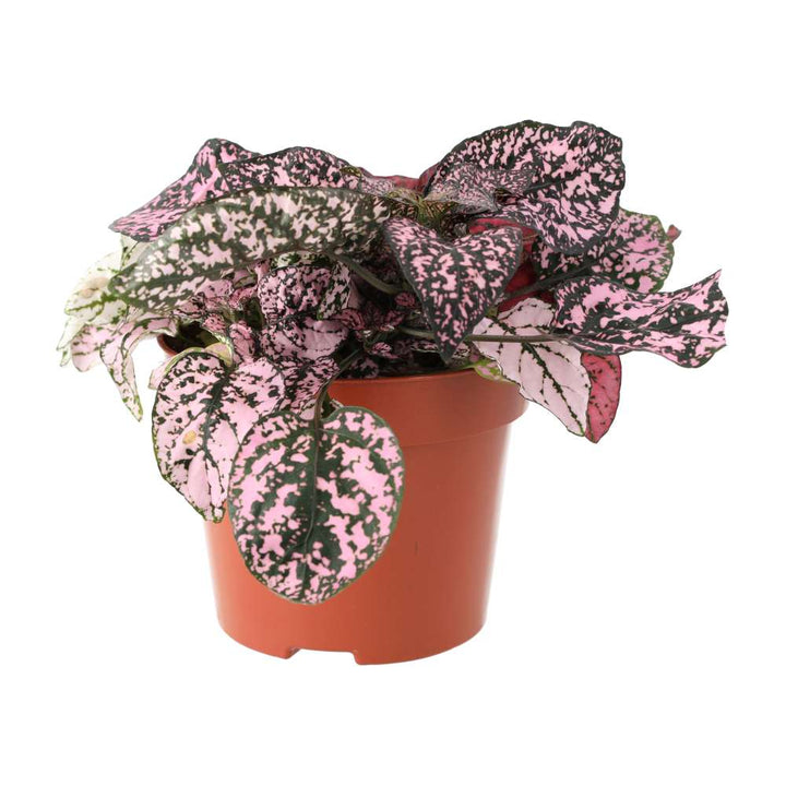 Hypoestes phyllostachya (Polka Dot Plant)