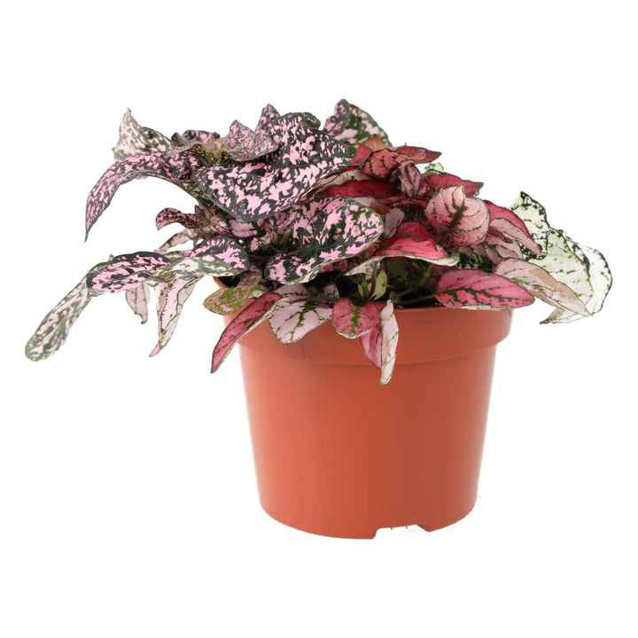 Hypoestes phyllostachya (Polka Dot Plant)